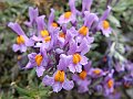 Scrophulariaceae - Linaria Alpina_2.jpg